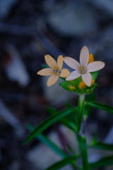 Collomia grandiflora