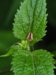 Odiellus nubivagus