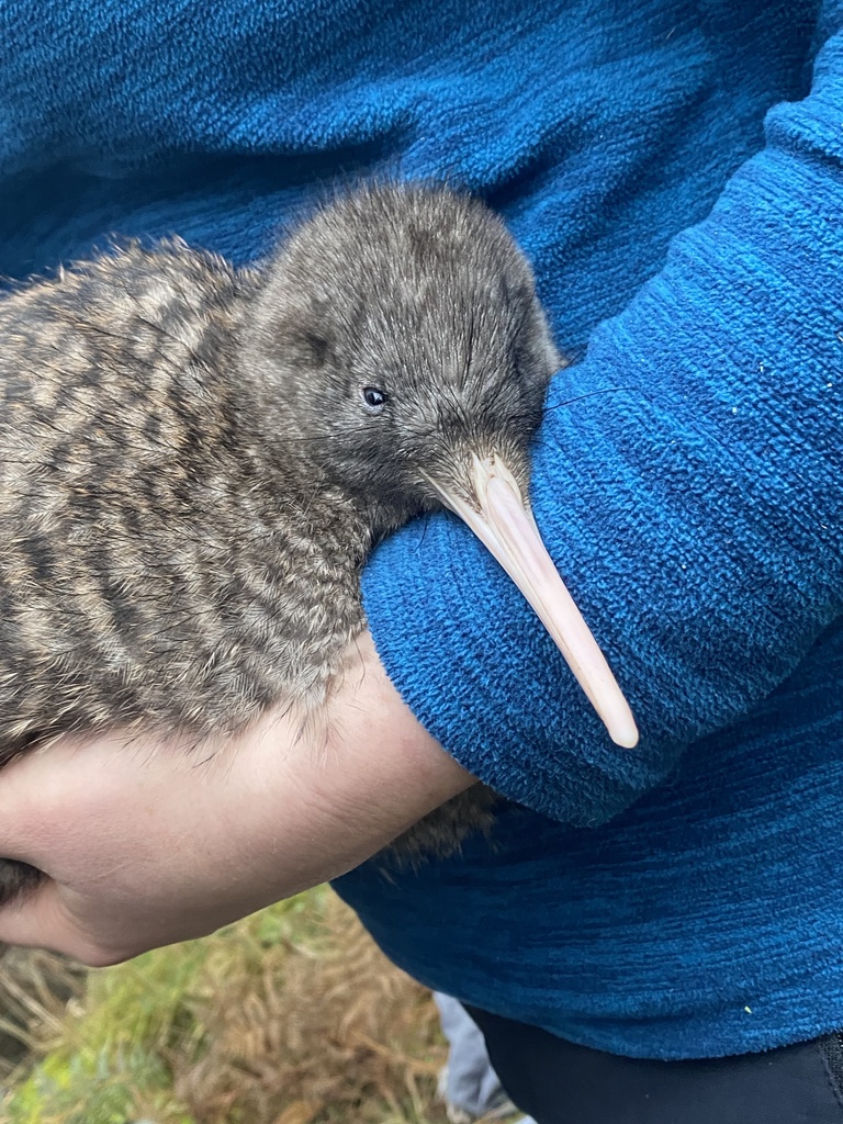Great Spotted Kiwi