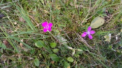 Dianthus deltoides