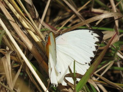 Belenois thysa thysa