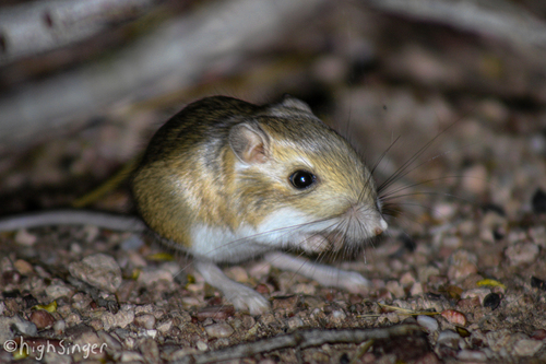Merriam's Kangaroo Rat