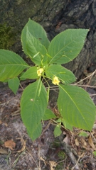 Impatiens parviflora
