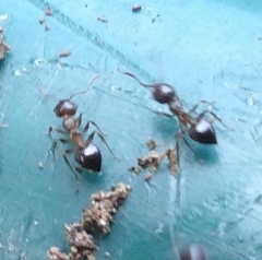 Crematogaster cerasi