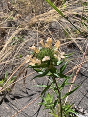 Collomia grandiflora