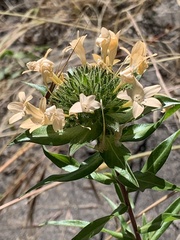 Collomia grandiflora