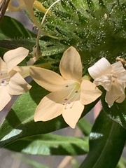 Collomia grandiflora