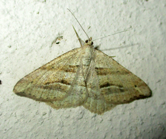 Chiasmia furcata