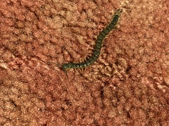 Hemiscolopendra