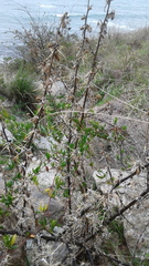 Xanthium catharticum