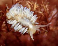 Fiona pinnata