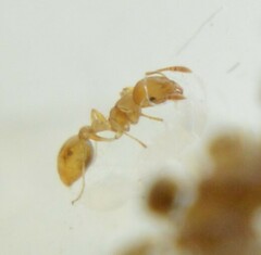 Cardiocondyla wroughtonii