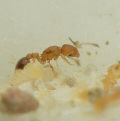 Cardiocondyla wroughtonii