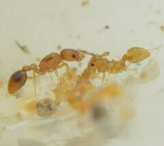 Cardiocondyla wroughtonii