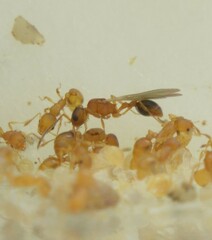 Cardiocondyla wroughtonii