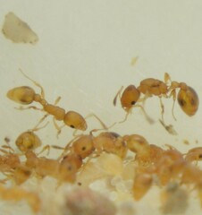 Cardiocondyla wroughtonii
