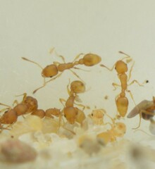 Cardiocondyla wroughtonii