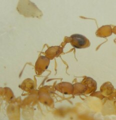 Cardiocondyla wroughtonii