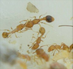 Cardiocondyla wroughtonii