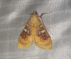 Sameodes pictalis
