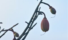 Pseudobombax munguba