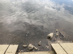 Cyprinus carpio