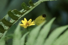 Eurema sari