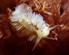 Fiona pinnata