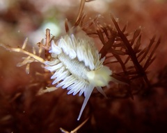Fiona pinnata