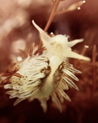 Fiona pinnata