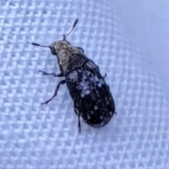 Euparius paganus