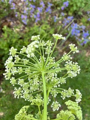 Ligusticum filicinum