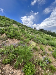 Ligusticum filicinum