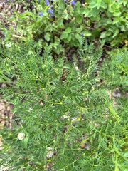 Ligusticum filicinum