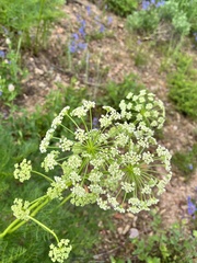 Ligusticum filicinum