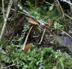Conocybe brunnea