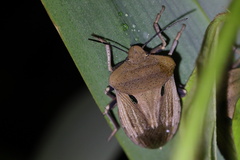 Chalcopis glandulosa
