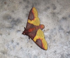 Pachynoa purpuralis