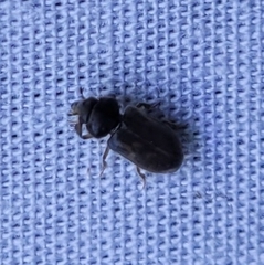 Heterocerus fenestratus