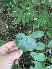 Aristolochia trilobata
