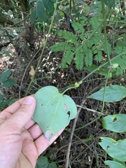 Aristolochia trilobata