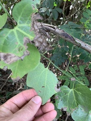Aristolochia trilobata