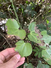 Aristolochia trilobata