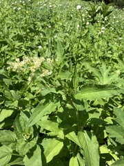 Koenigia phytolaccifolia