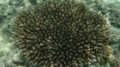 Acropora tenuis