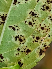 Puccinia komarovii