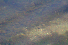 Poeciliidae