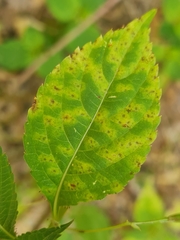 Puccinia komarovii