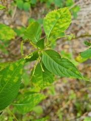 Puccinia komarovii