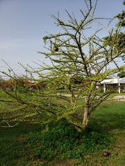 Crescentia linearifolia